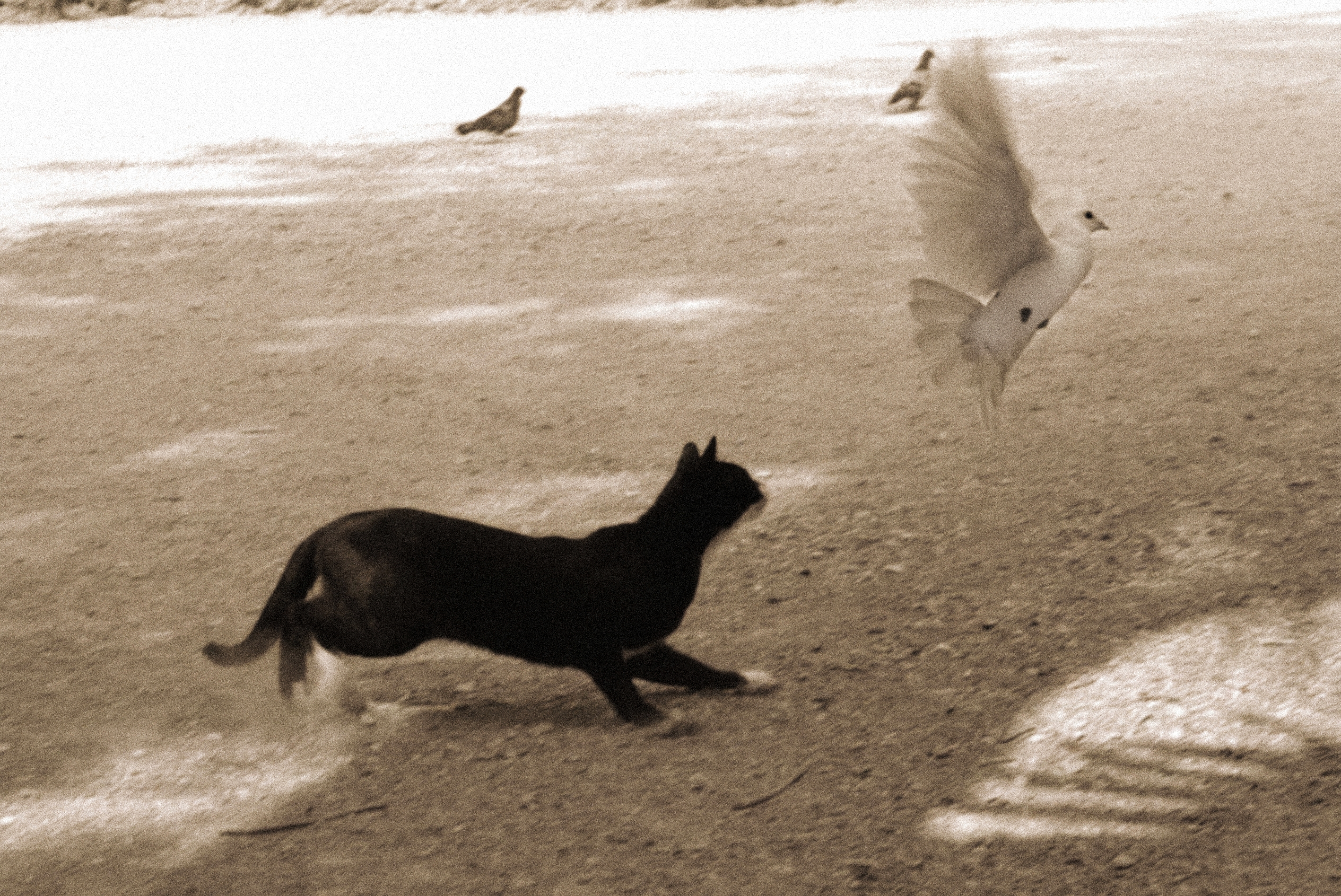 Final Edited Image